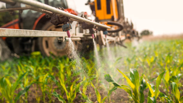 Best Ant Control Services  in Saugerties South, NY